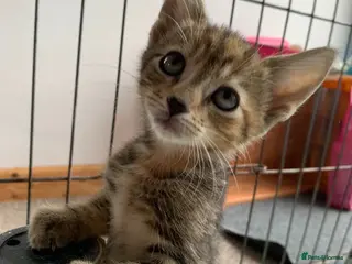 Mixed Breed cats Gorgeous kittens Ready Now! - Advert 14