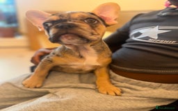 French Bulldog dogs for sale: French bulldog puppies fluffy carriers  - Image 4