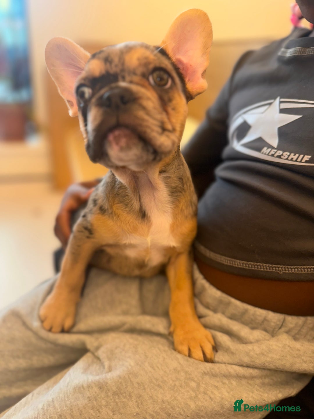 French Bulldog dogs for sale: French bulldog puppies fluffy carriers  - Image 4