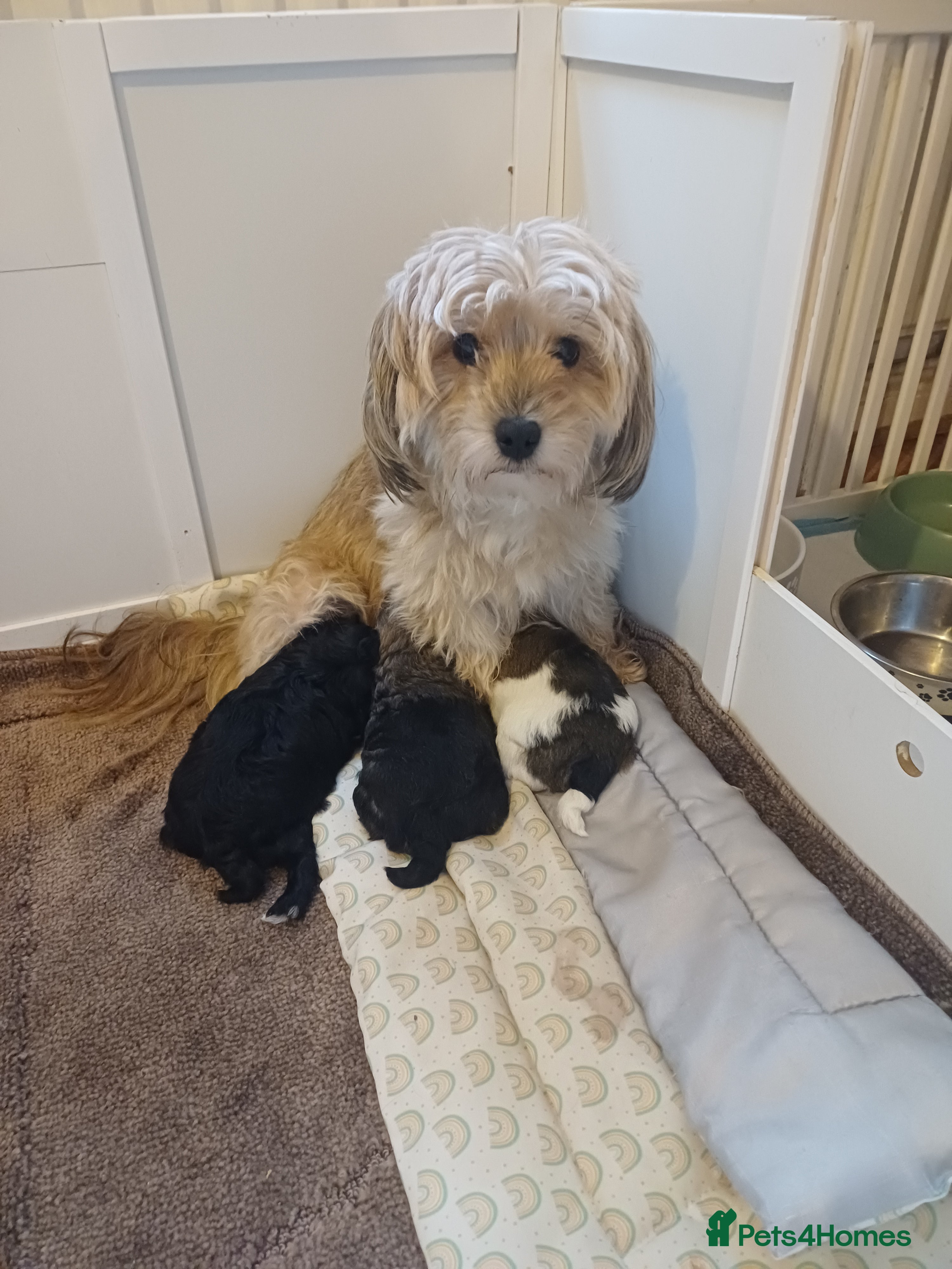 Mixed Breed dogs Chorkiepoo asian toy poodle type  - Advert 1