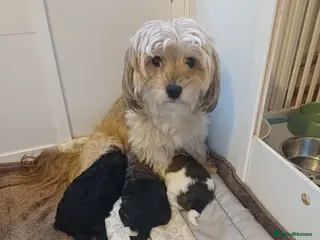 Mixed Breed dogs Chorkiepoo asian toy poodle type - Advert 1