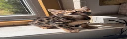 Mixed Breed cats for sale: Bencoon kittens Maine Coon x Bengal  - Advert 7
