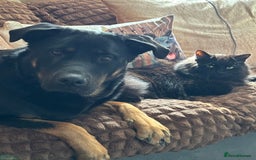 Mixed Breed dogs for sale: Shepweiler puppies READY TO RESERVE! - Image 20
