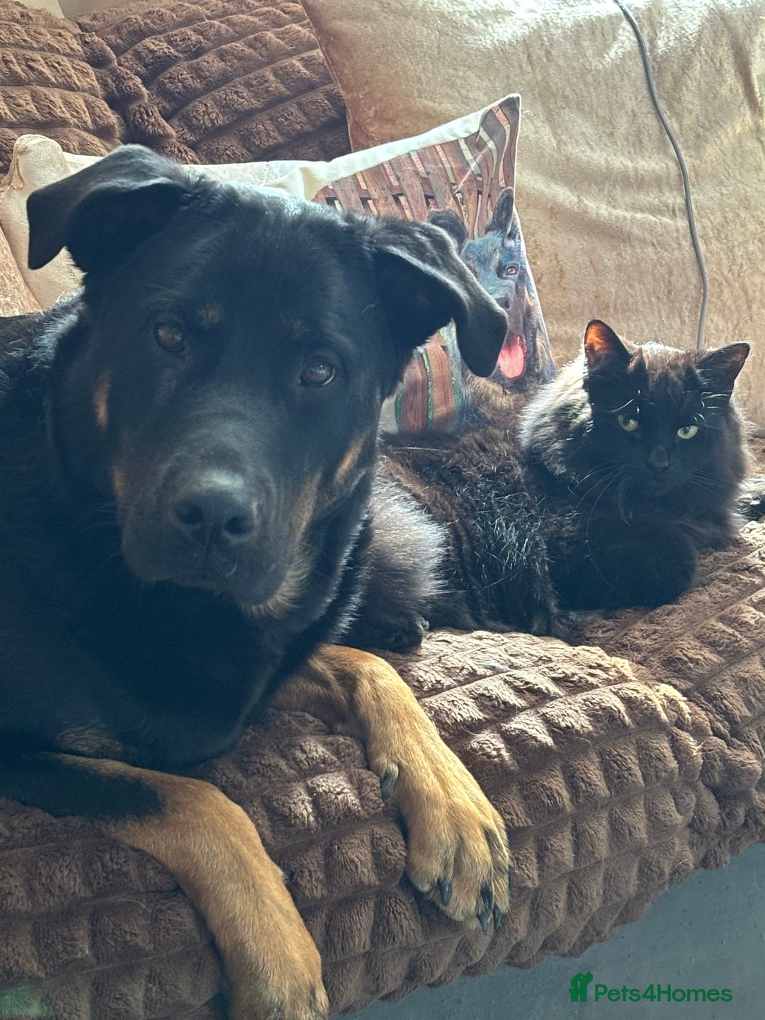Mixed Breed dogs for sale: Shepweiler puppies READY TO RESERVE! - Image 20
