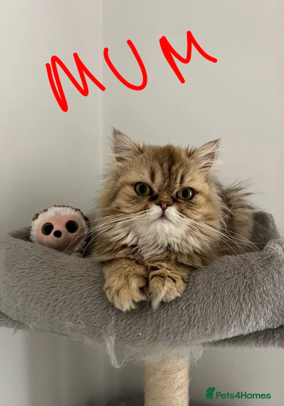 Persian cats for sale: Persian chinchilla kittens for sale  - Advert 5
