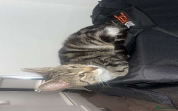 Mixed Breed cats for sale: 🐾 Adorable Black&White Kittens 🐾 - Advert 7