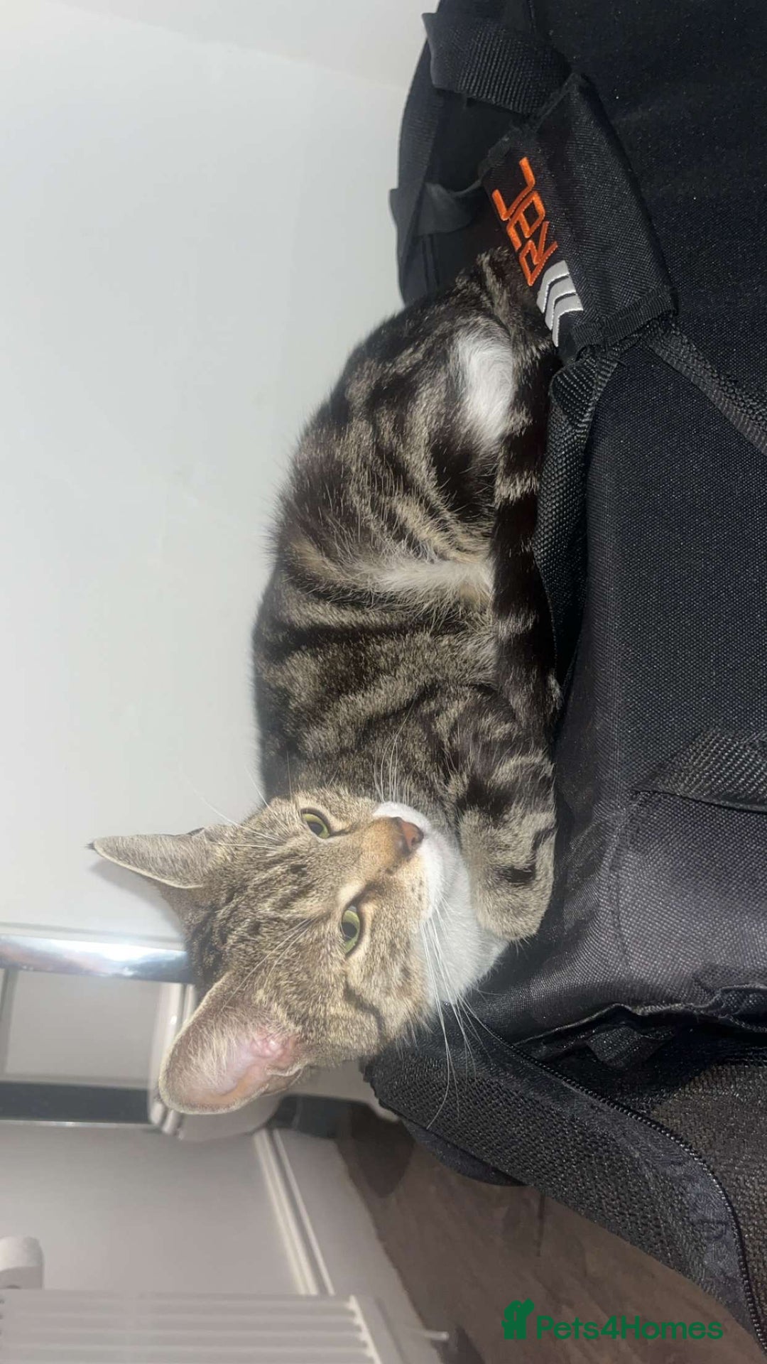 Mixed Breed cats for sale: 🐾 Adorable Black&White Kittens 🐾 - Advert 7