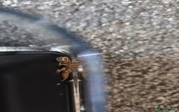 Gecko reptiles for sale: Viper geckos for sale  - Image 3