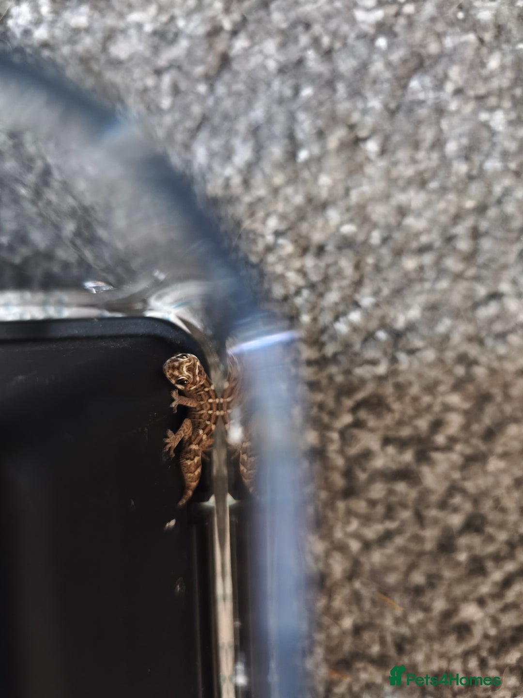 Gecko reptiles for sale: Viper geckos for sale  - Image 3