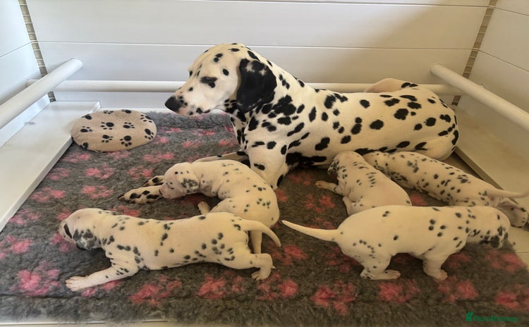 Dalmatian dogs - Advert 3