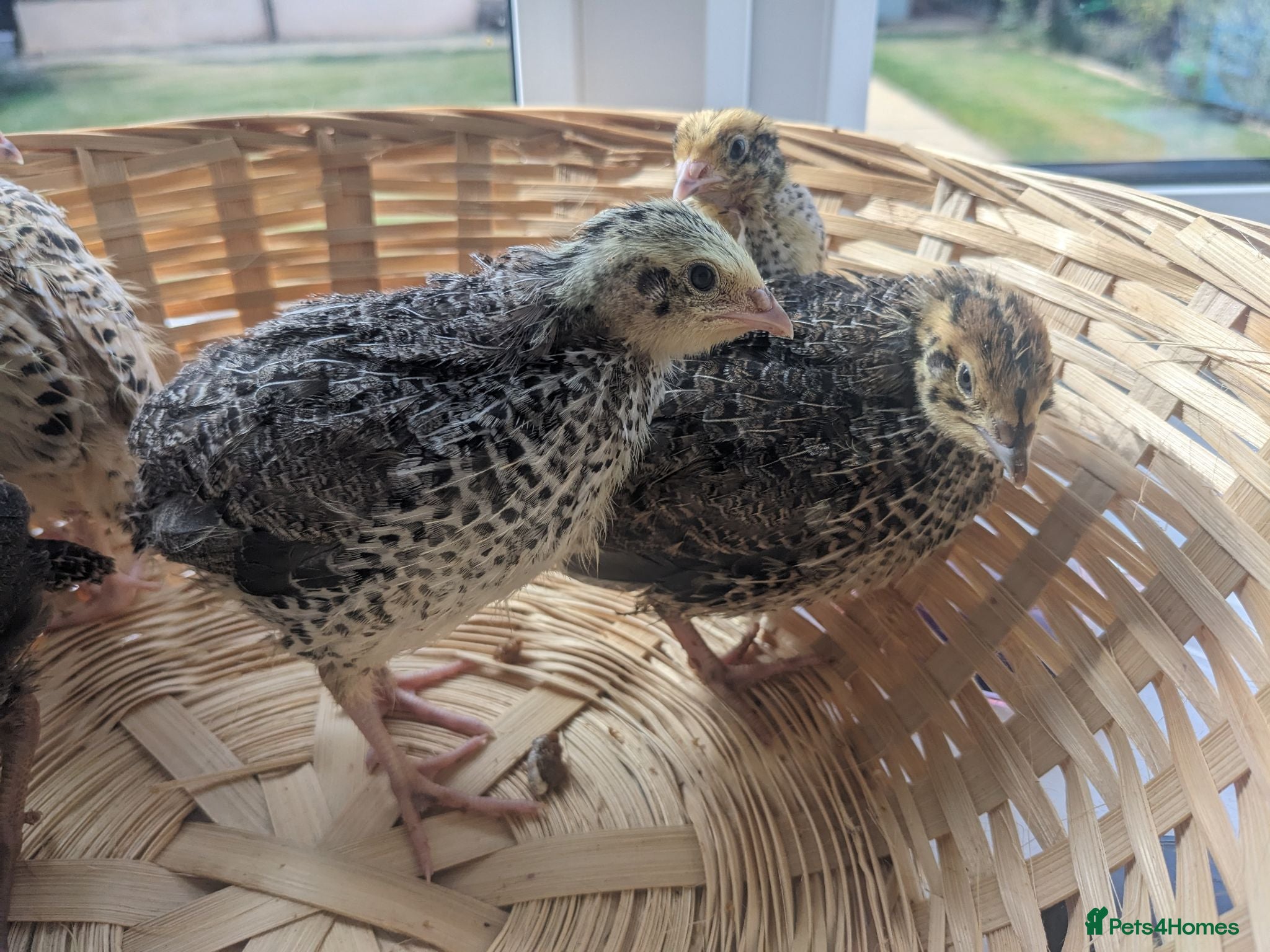 Quail poultry Coturnix Quail Chicks - Off Heat  - Advert 4