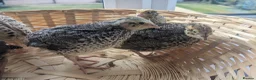 Quail poultry for sale: Coturnix Quail Chicks - Off Heat  - Advert 1