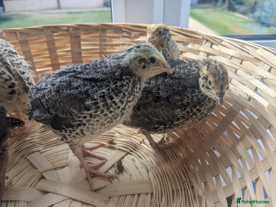 Quail poultry for sale: Coturnix Quail Chicks - Off Heat  - Advert 1