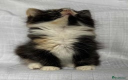 Mixed Breed cats for sale: Last black female left Turkish angora cross kitten - Image 5