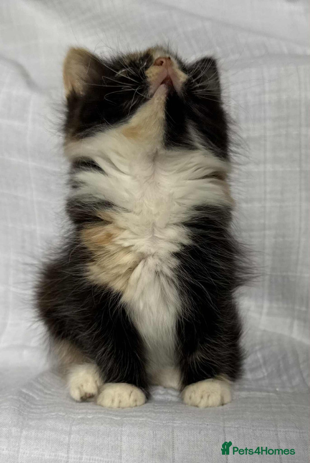 Mixed Breed cats for sale: Last black female left Turkish angora cross kitten - Image 5
