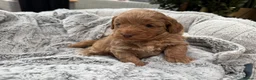 Cavapoo dogs for sale: Beautiful Male Cavapoo Puppies – £1,500 🐾 - Advert 3