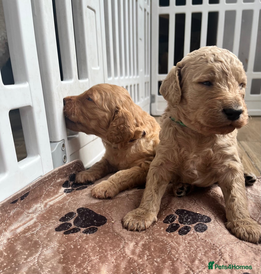 Mixed Breed dogs for sale: Multi generational goldendoodle puppies - Image 31