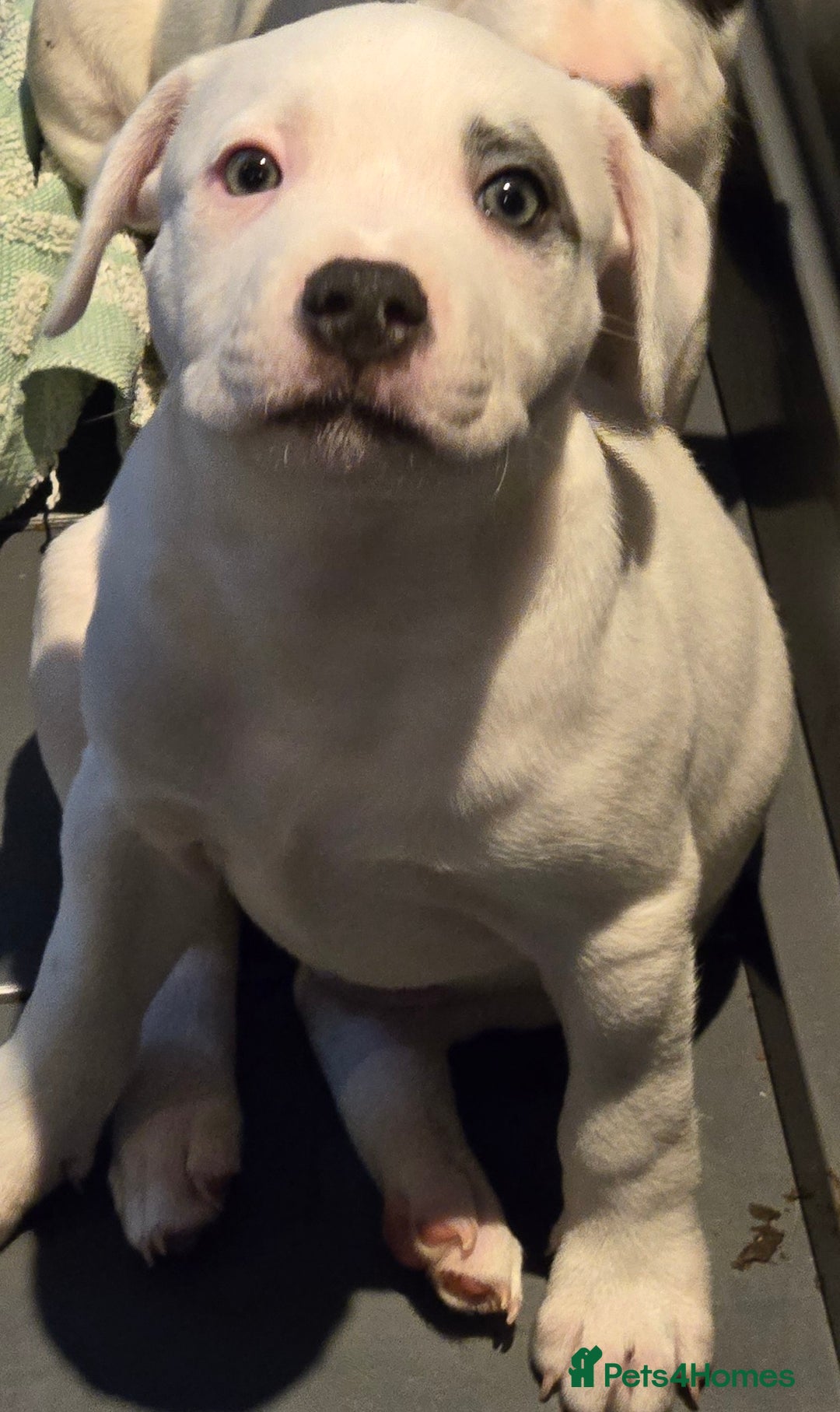 Staffordshire Bull Terrier dogs for sale: VERY RARE TOP QUALITY WHITE BLUE PIED STAFFORD BOY - Image 9