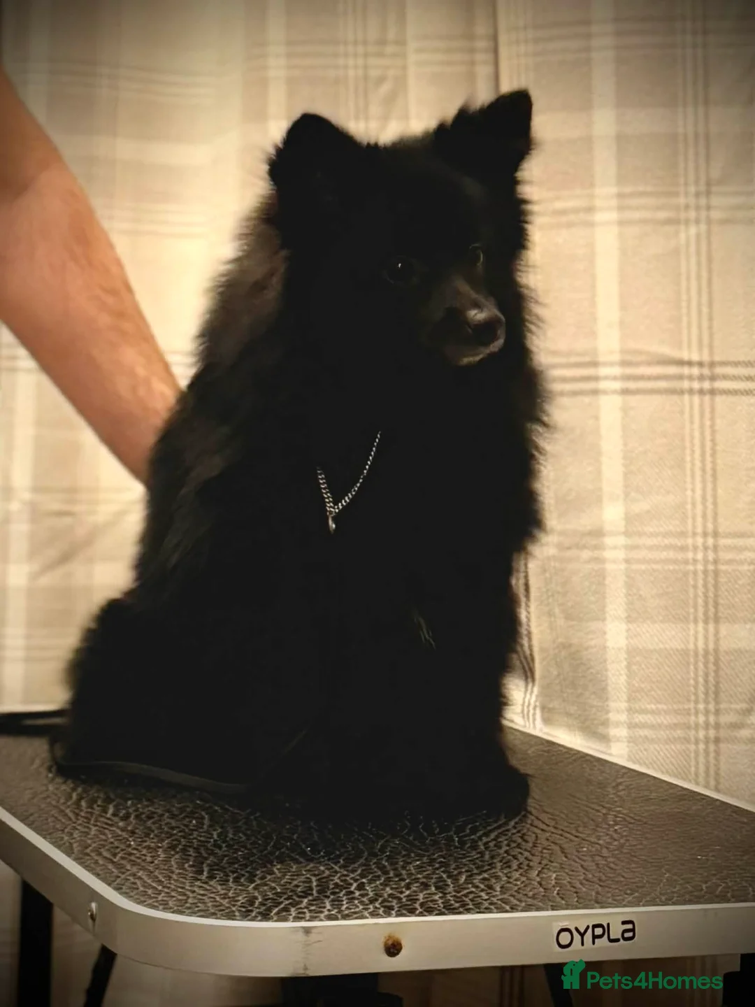 German Spitz dogs for sale: Black German Spitz Klein  - Advert 1