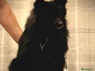 German Spitz dogs Black German Spitz Klein - Advert 10