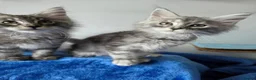 Maine Coon cats for sale: GCCF-registered Maine Coon kittens. - Advert 13
