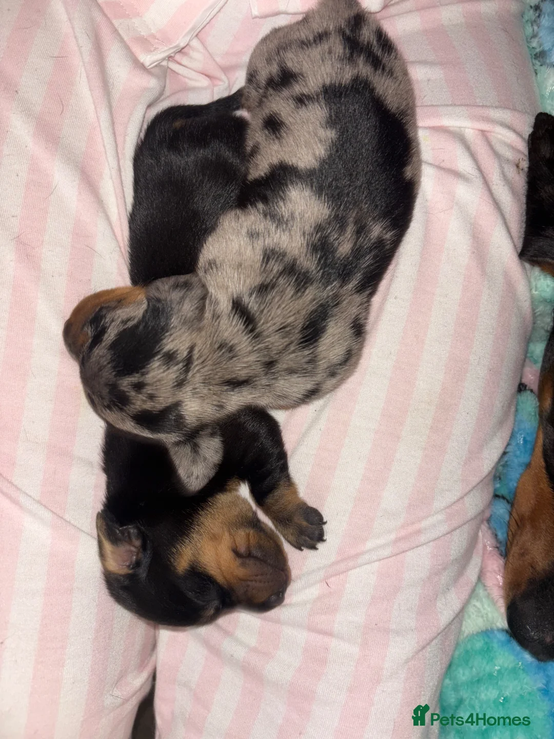 Miniature Dachshund dogs for sale: 2 female miniature dachshunds for sale🐾 - Advert 4