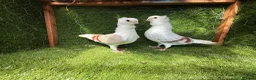 Pigeons birds for sale: Premium Breeding Pigeons Top Quality Pairs Availab - Advert 5