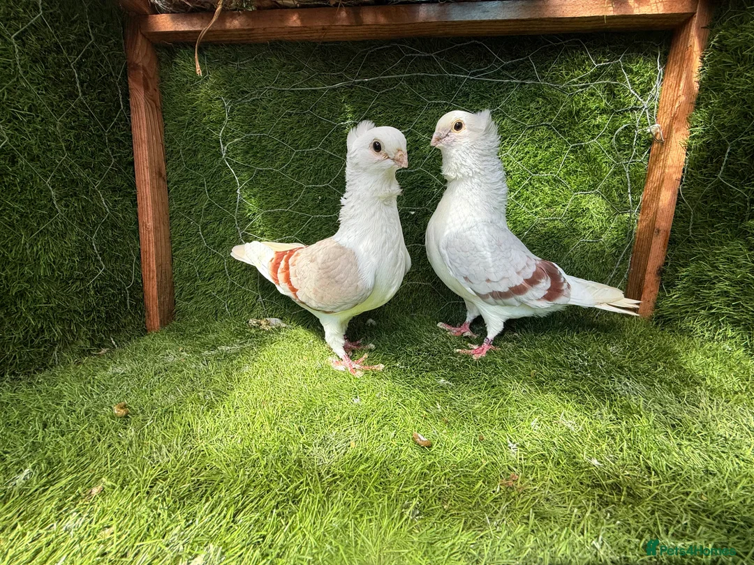 Pigeons birds for sale: Premium Breeding Pigeons Top Quality Pairs Availab - Advert 2