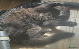 Mixed Breed cats for sale: FEMALE LONG HAIR RAGDOLL X KITTEN - READY NOW £90 - Image 3