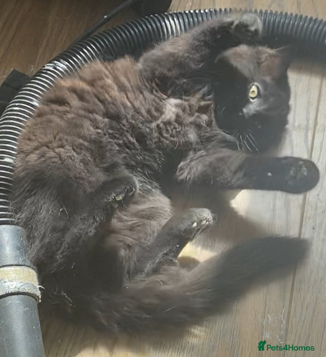 Mixed Breed cats for sale: FEMALE LONG HAIR RAGDOLL X KITTEN - READY NOW £90 - Image 3