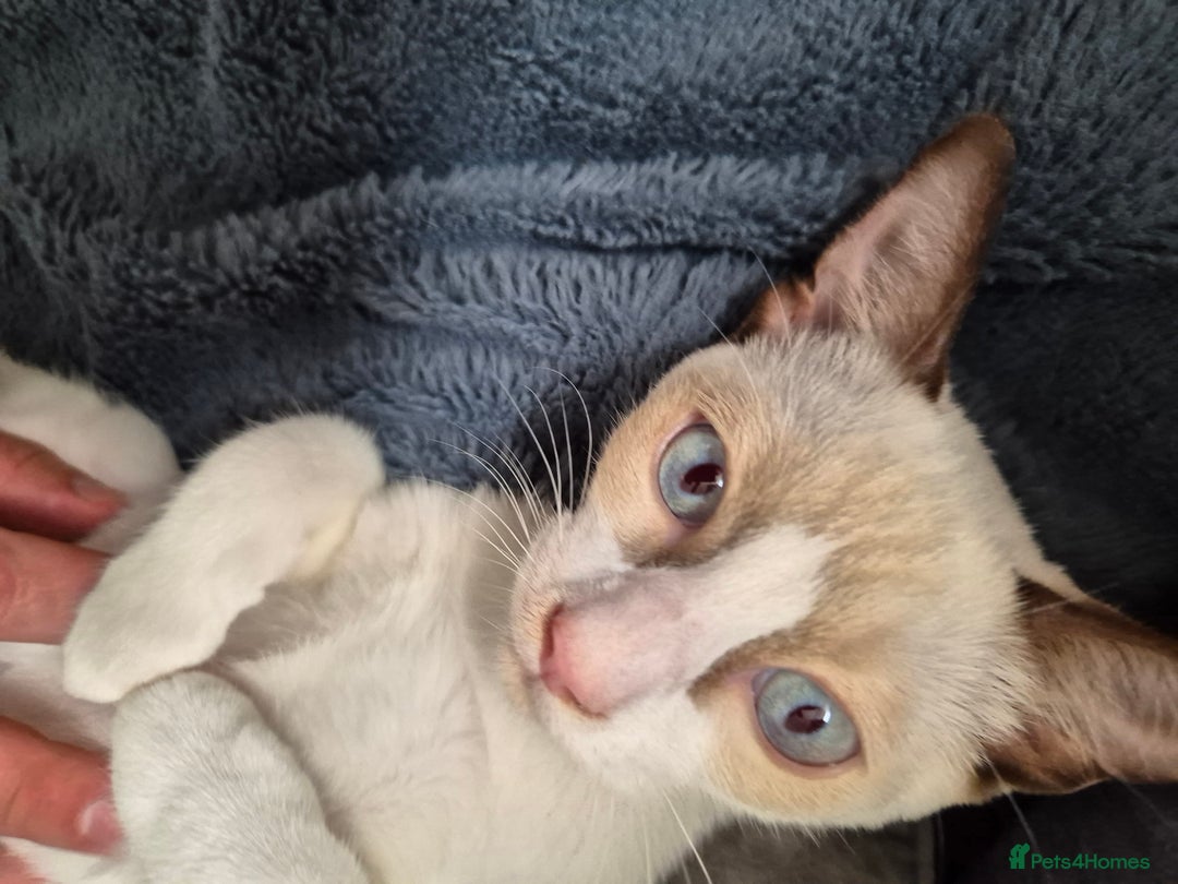 Snowshoe cats for sale:  pedigree Tica reg  snowshoes  READY NOW - Image 1