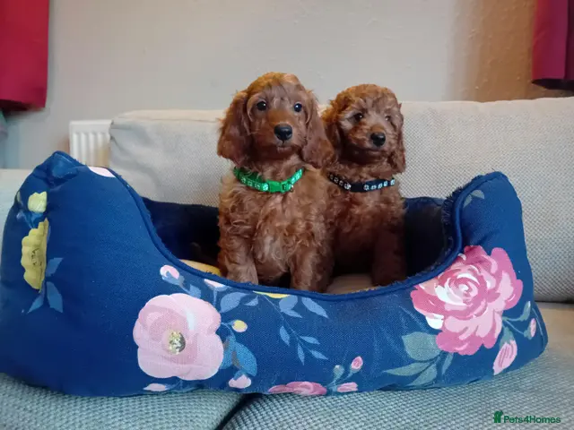 Goldendoodle dogs for sale: Last 2 boys available - Advert 2