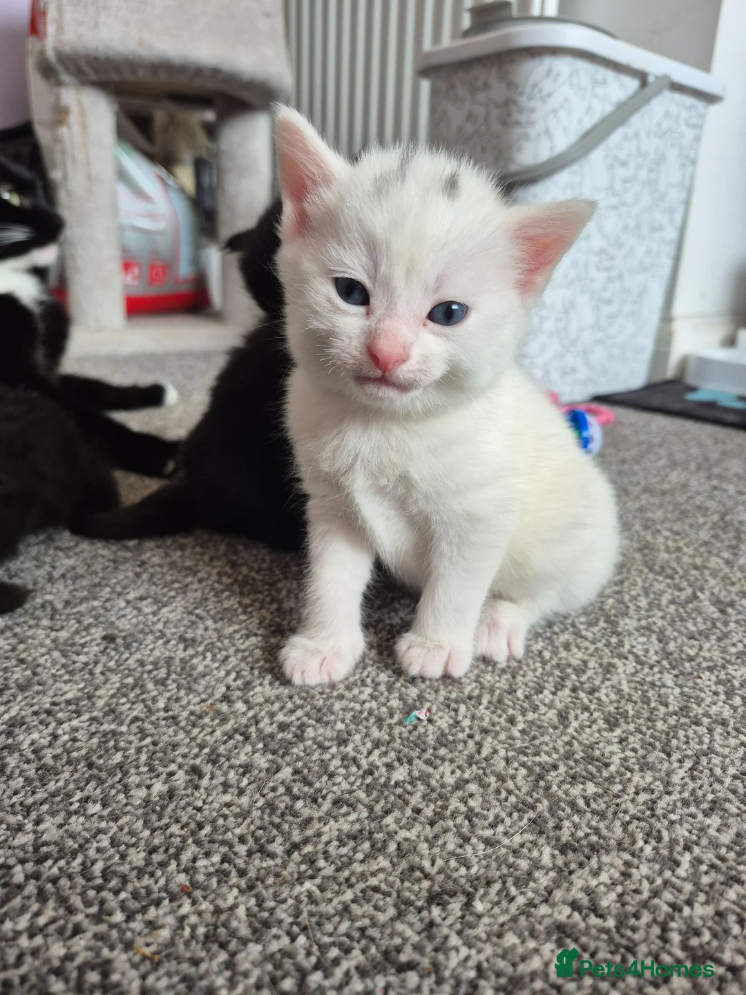 Maine Coon cats for sale: Maine Coon liter of 4 beautiful kittens  - Advert 5