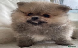 Pomeranian dogs for sale: READY NOW OUTSTANDING KC FEMALE AVALIBLE - Image 8