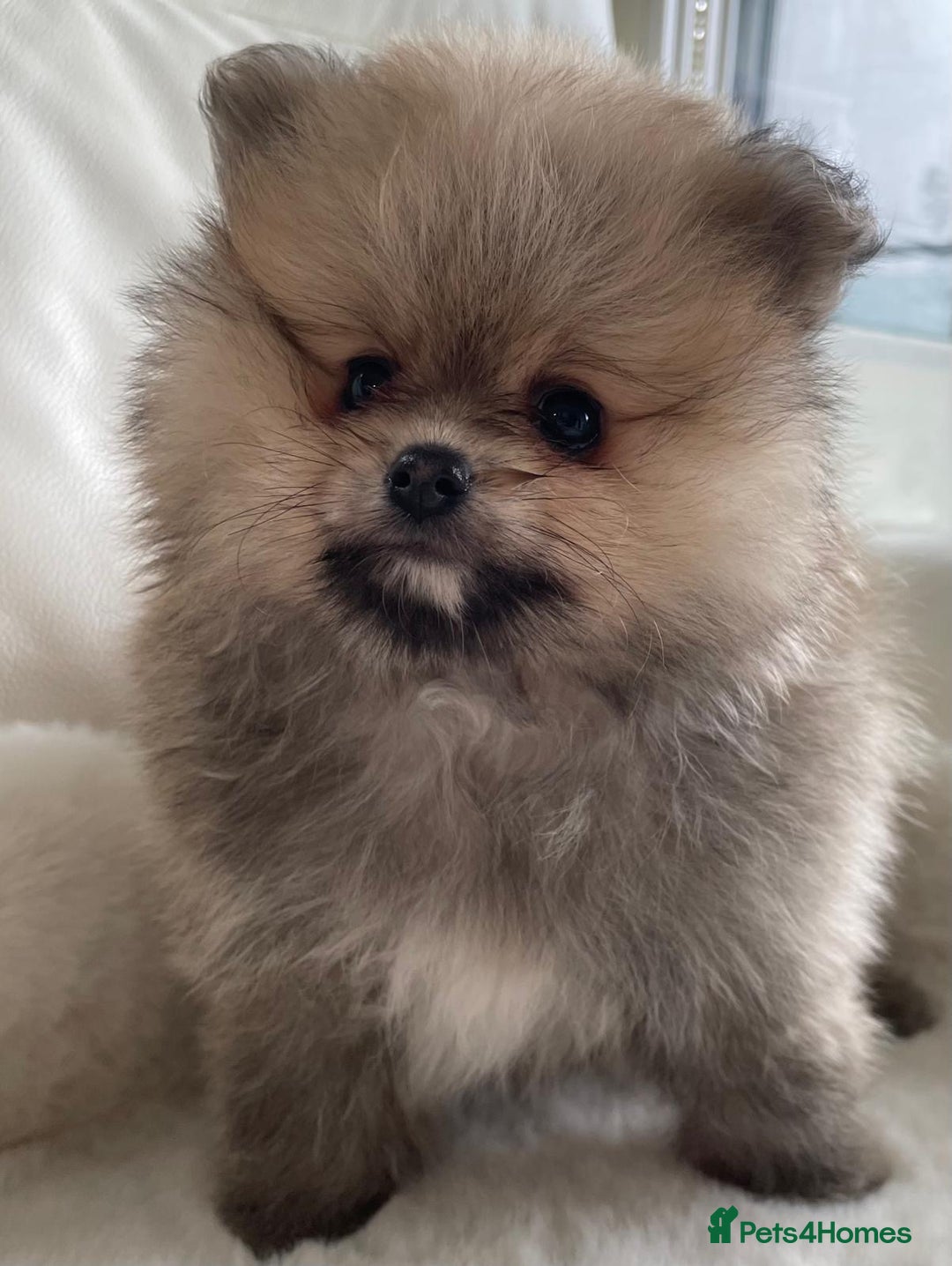 Pomeranian dogs for sale: READY NOW OUTSTANDING KC FEMALE AVALIBLE - Image 8