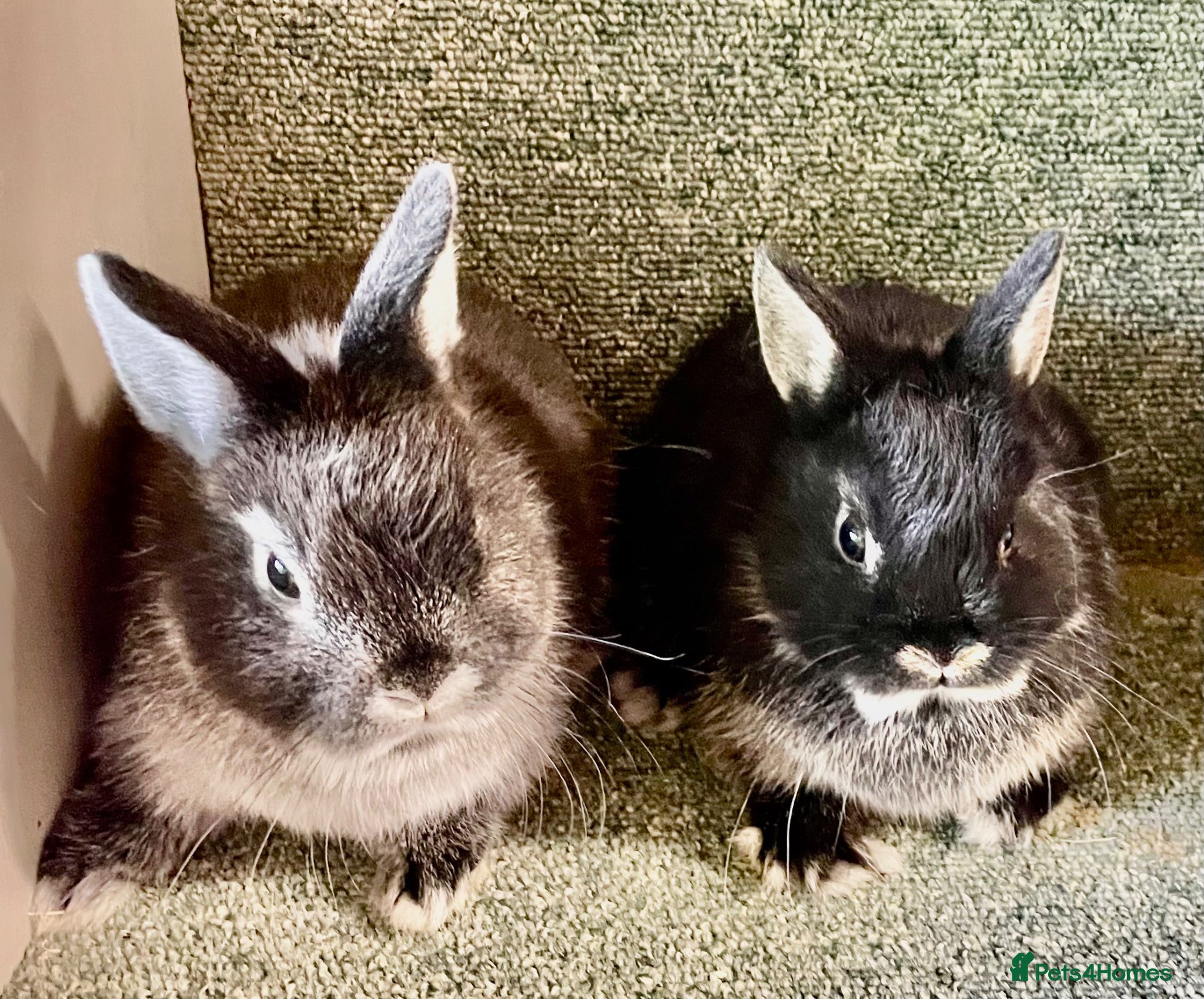 Netherland Dwarf rabbits Sweet Netherland Dwarf baby boys available now  - Advert 18