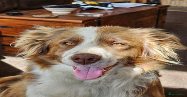 Border Collie dogs - Advert 8
