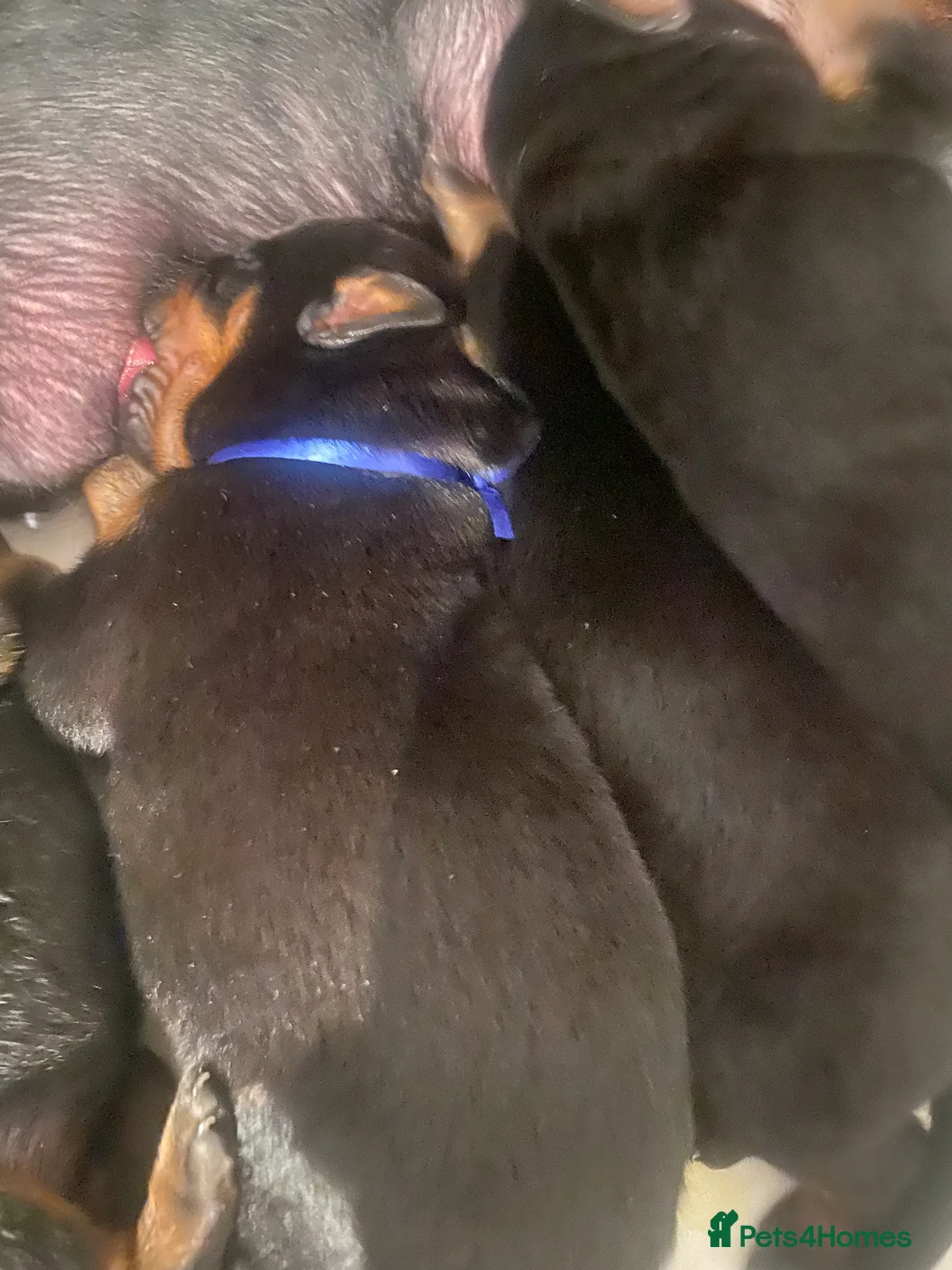 Rottweiler dogs for sale: Germany and America Rottweiler mix - Advert 8