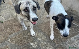 Mixed Breed dogs for adoption: Forest Gumps Litter - Image 5