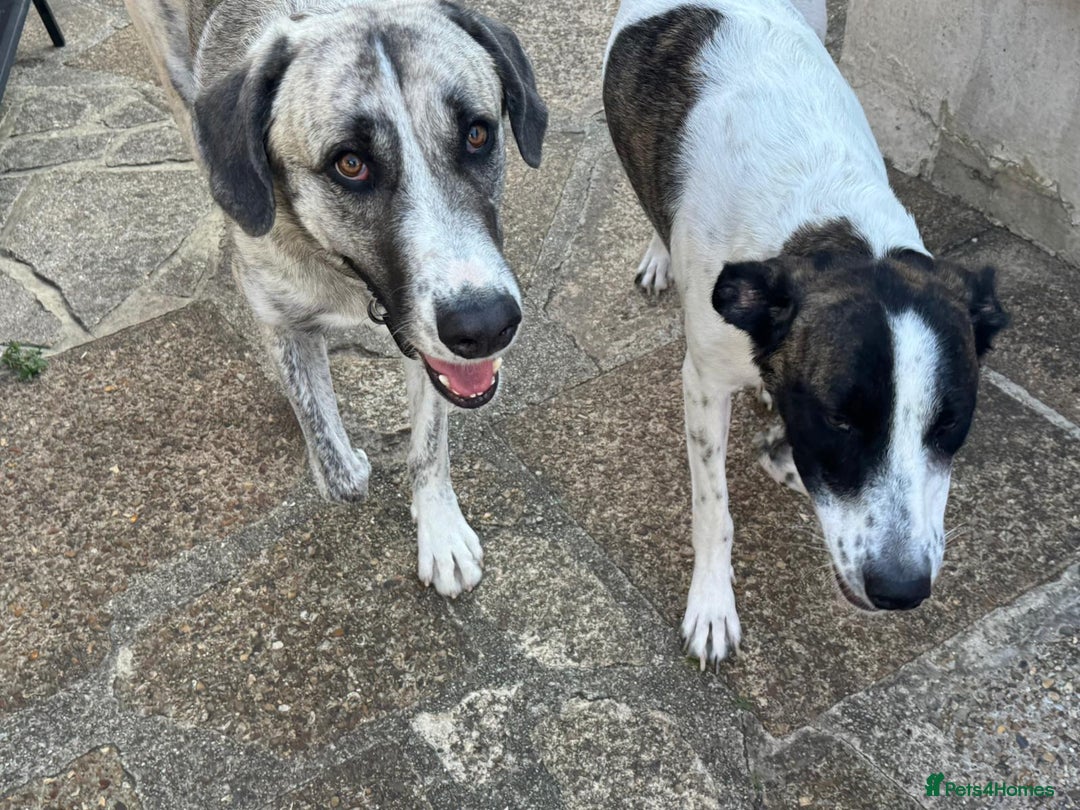 Mixed Breed dogs for adoption: Forest Gumps Litter - Image 5