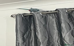 Ringnecks birds for sale: 8 months blue Indian ringneck  - Image 5