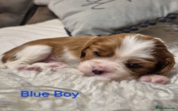 Cavalier King Charles Spaniel dogs for sale: KC Registered, Cavalier King Charles Spaniels  - Image 18