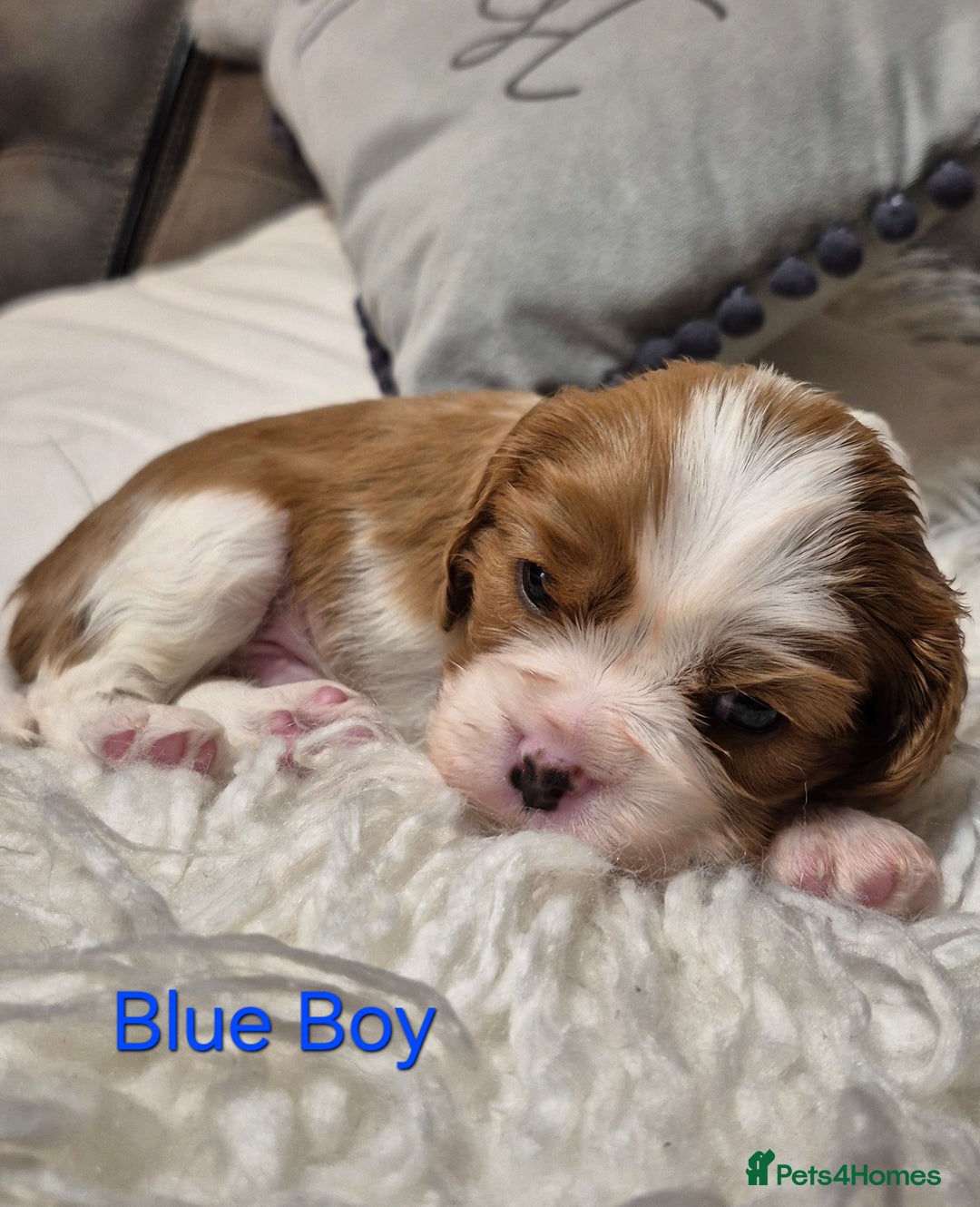 Cavalier King Charles Spaniel dogs for sale: KC Registered, Cavalier King Charles Spaniels  - Image 18
