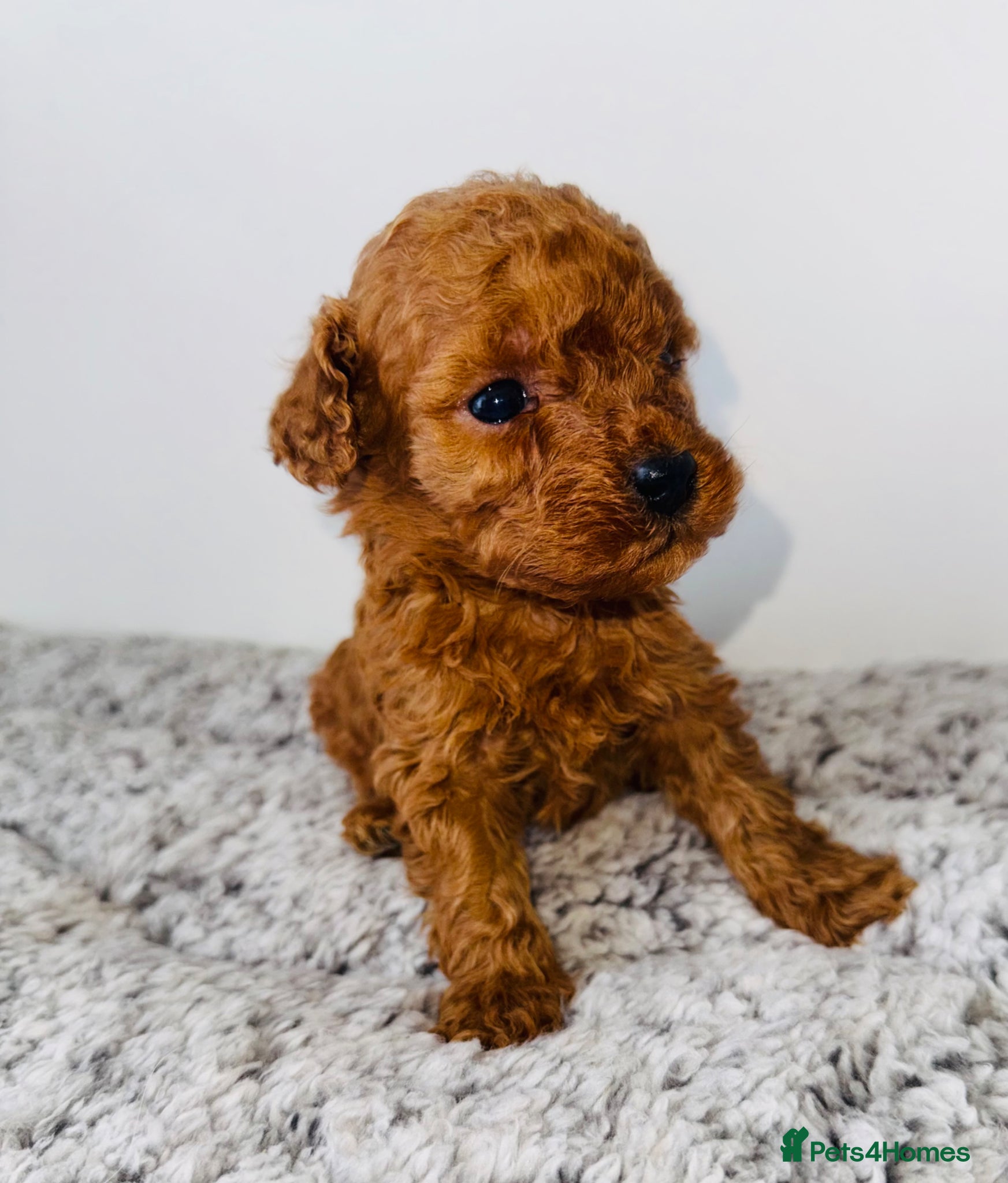 Toy Poodle dogs 🐩 Stunning Deep Red Toy Poodle Puppies - Advert 2