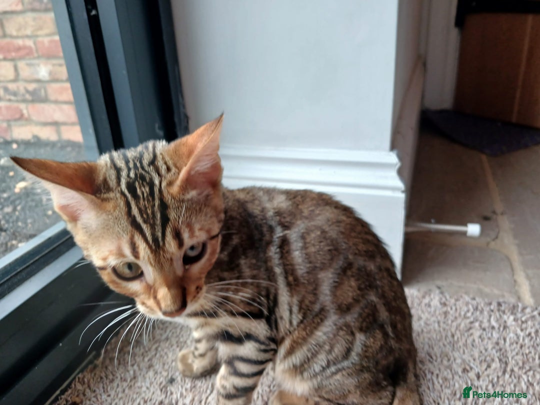 Bengal cats for sale: Beautiful Pedigree Bengal Kittens for sale  - Image 4