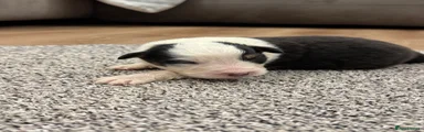 Australian Shepherd 7