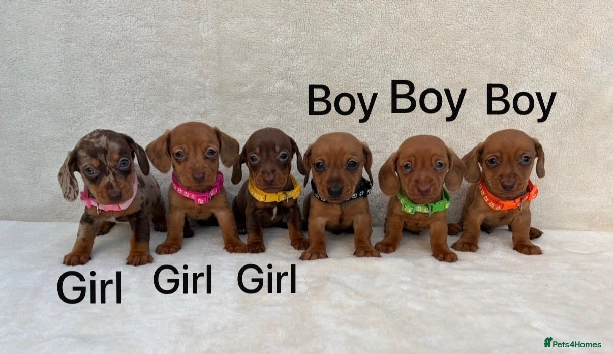 Miniature Dachshund dogs Dachshund puppies 3 boys 3 girls KC registered - Advert 1