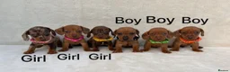 Miniature Dachshund dogs for sale: Dachshund puppies 3 boys 3 girls KC registered - Advert 1