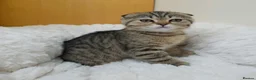 British Shorthair cats for sale: Golden Tabby Kittens  - Advert 26