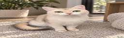 British Shorthair cats for sale: British Chinchilla active for breeding ready to go - Advert 5